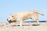 GOLDEN RETRIEVER 495